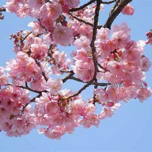 Diana ASTUDILLO Saint-Maur-des-Fossés, , Kinésithérapie & Cancer du Sein, Yoga & Cancer du Sein, Prise en charge des Lymphœdèmes